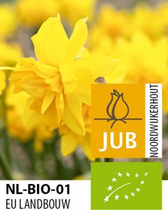 BIO Narcissus Tete Rosette